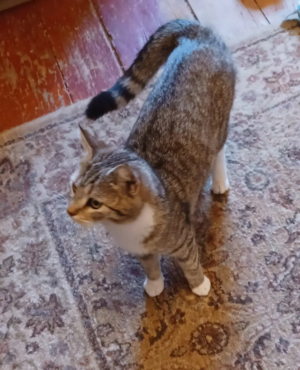 CoCo