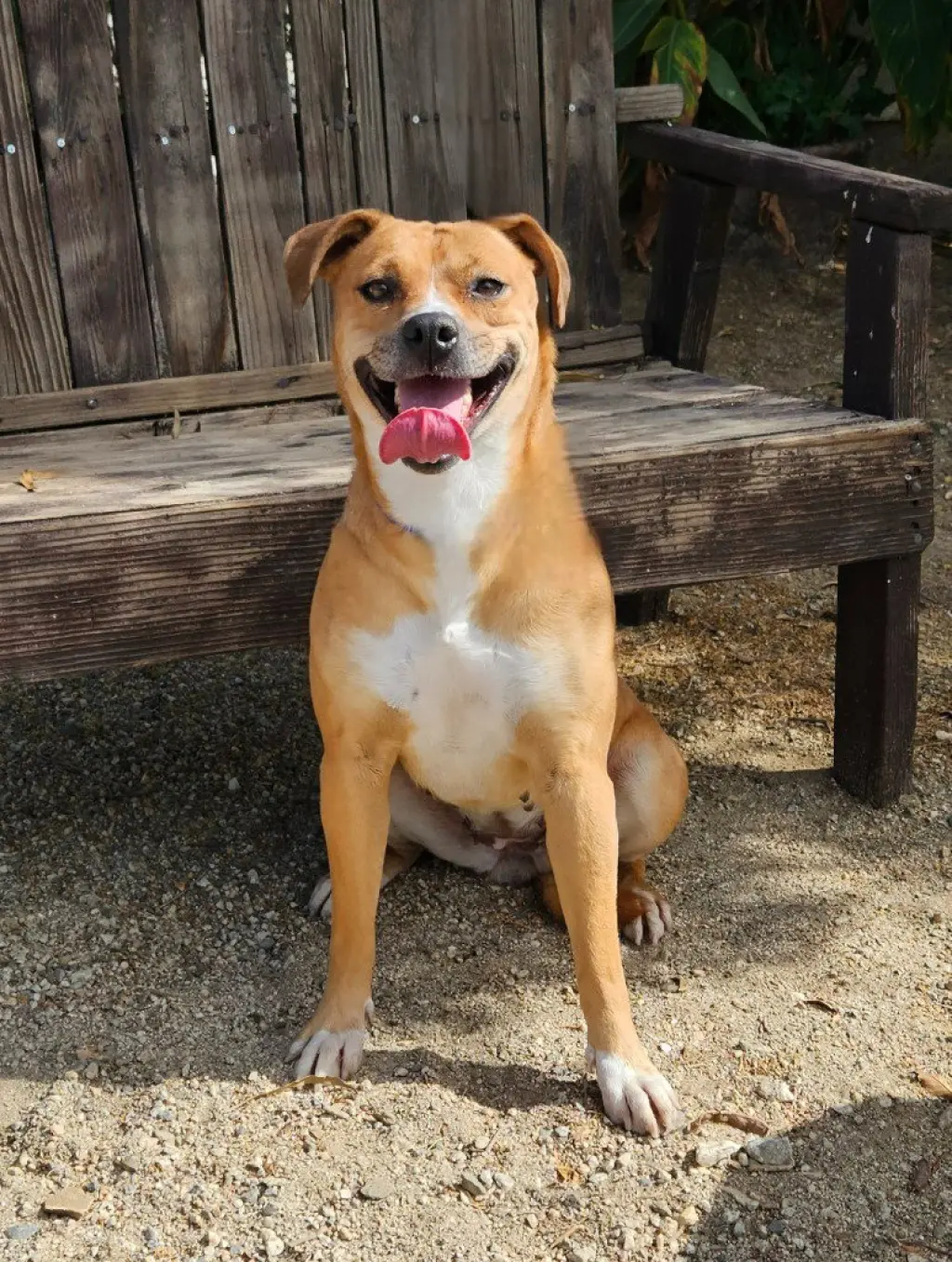 Mia (Courtesy Post) Foster or Adopt Me!