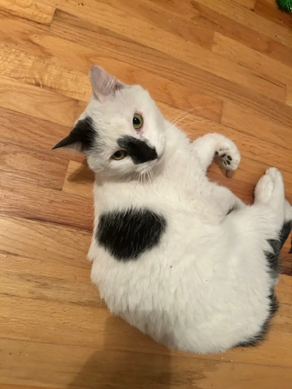 Patches (Courtesy Post)