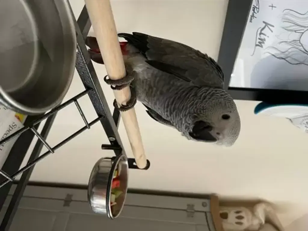 Loro gris africano