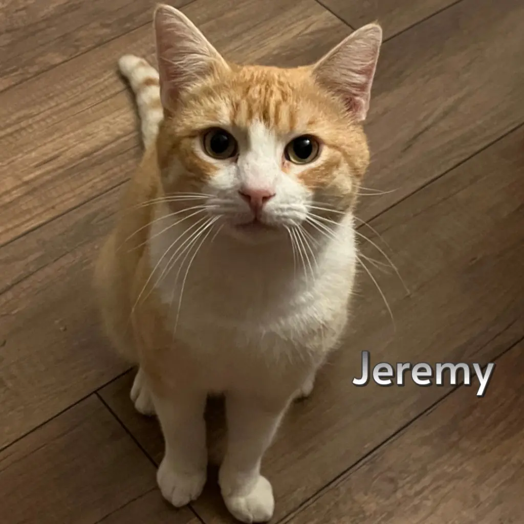 Jeremy (Courtesy Posting)