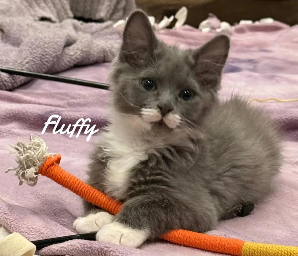 Fluffy