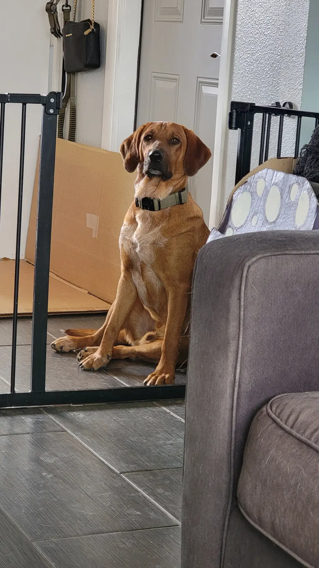 BODIE BOIGUE