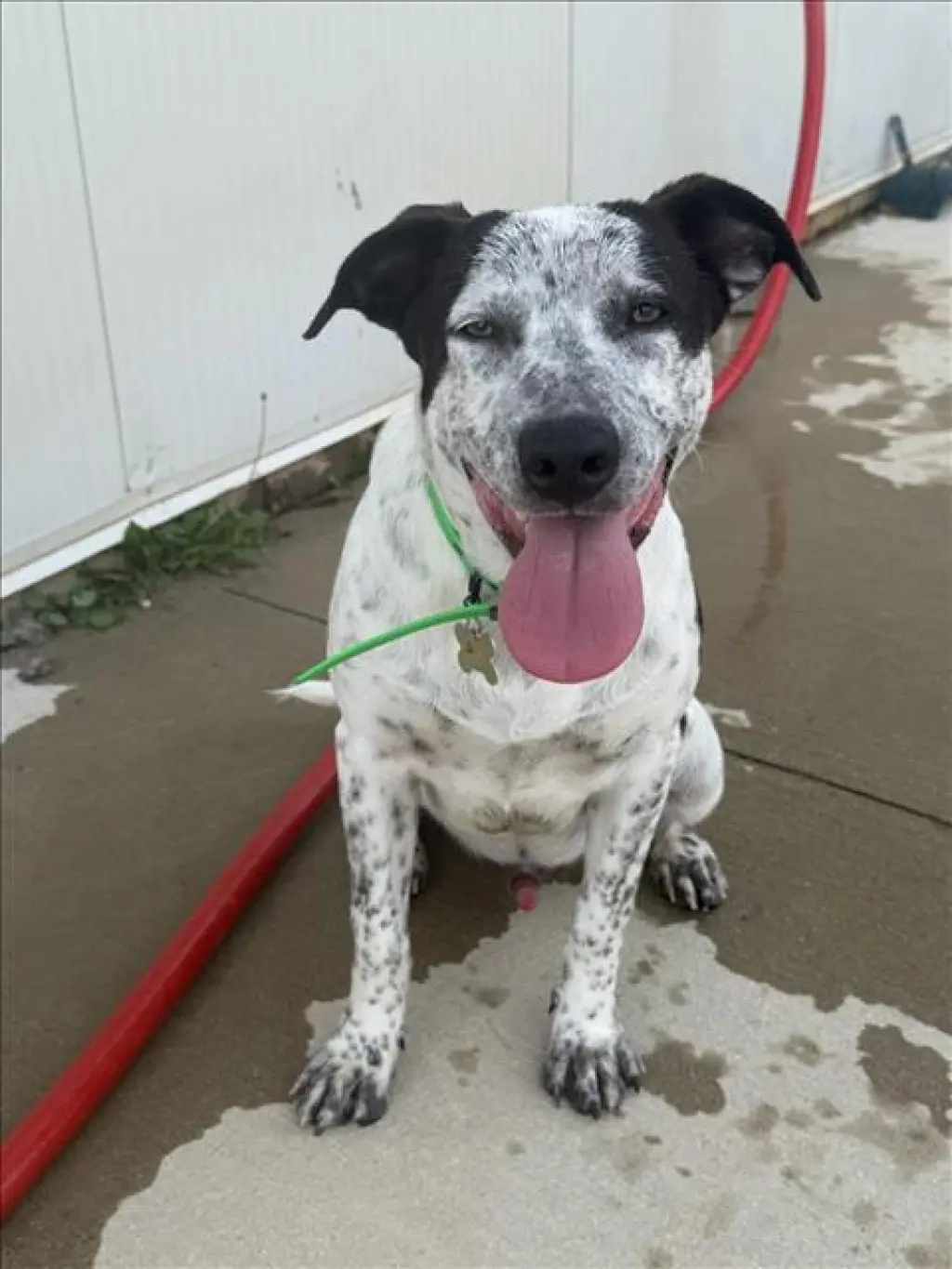 OREO