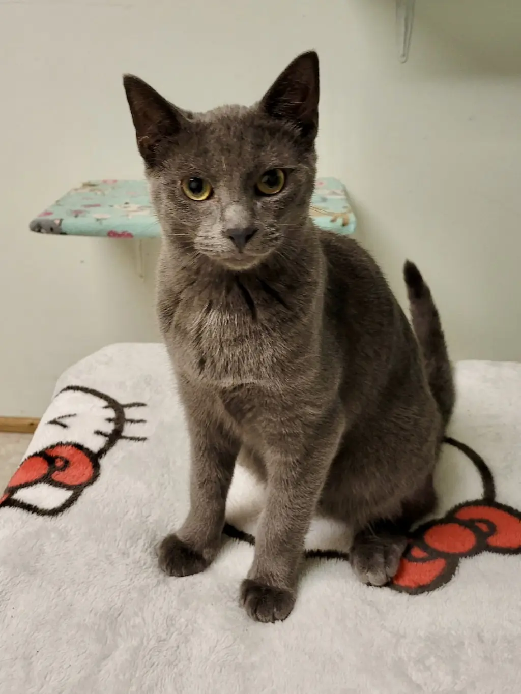 CAT - Edison