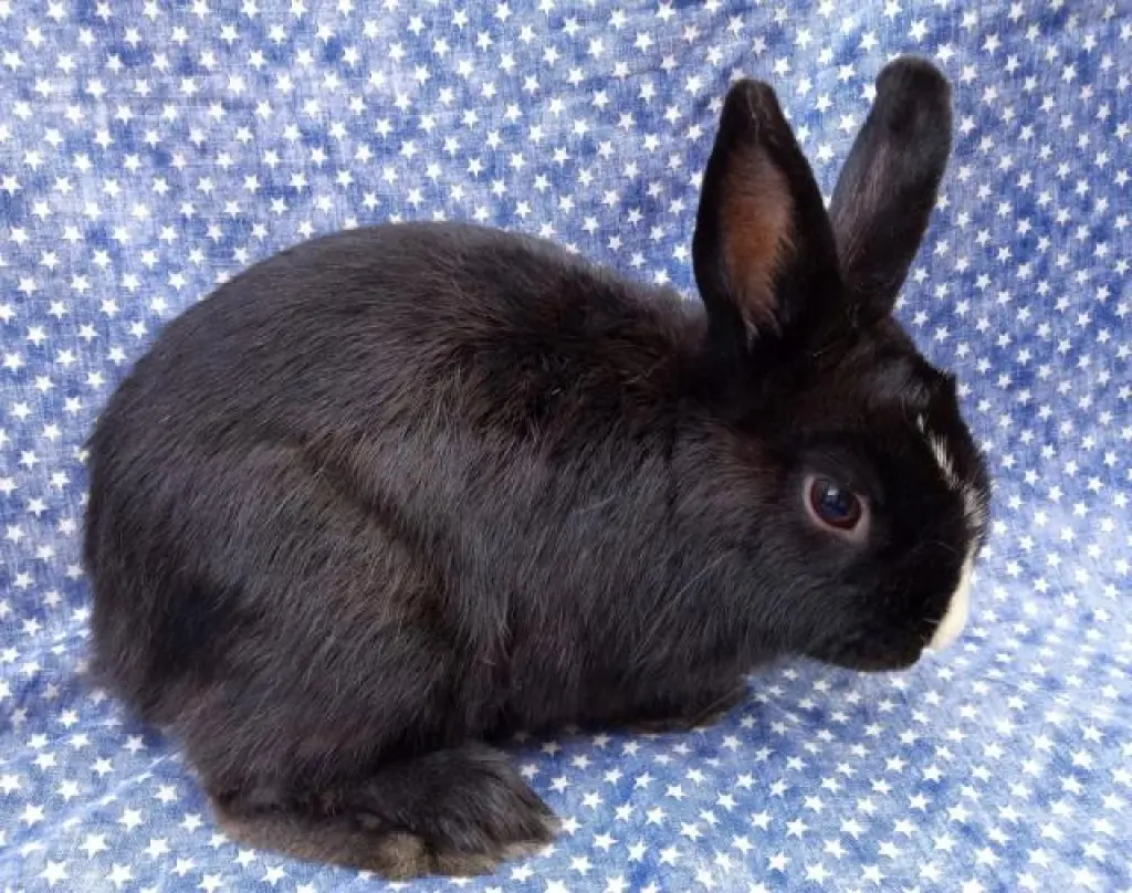OSWALD