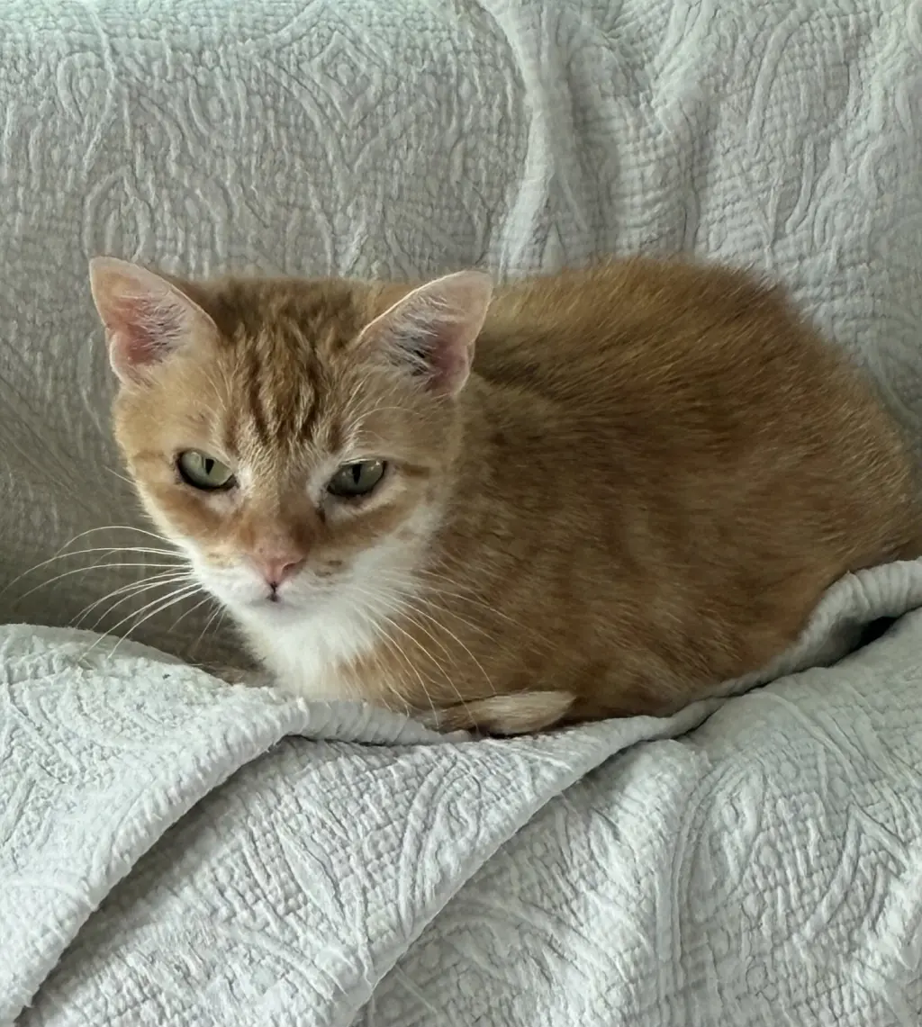 Mouse