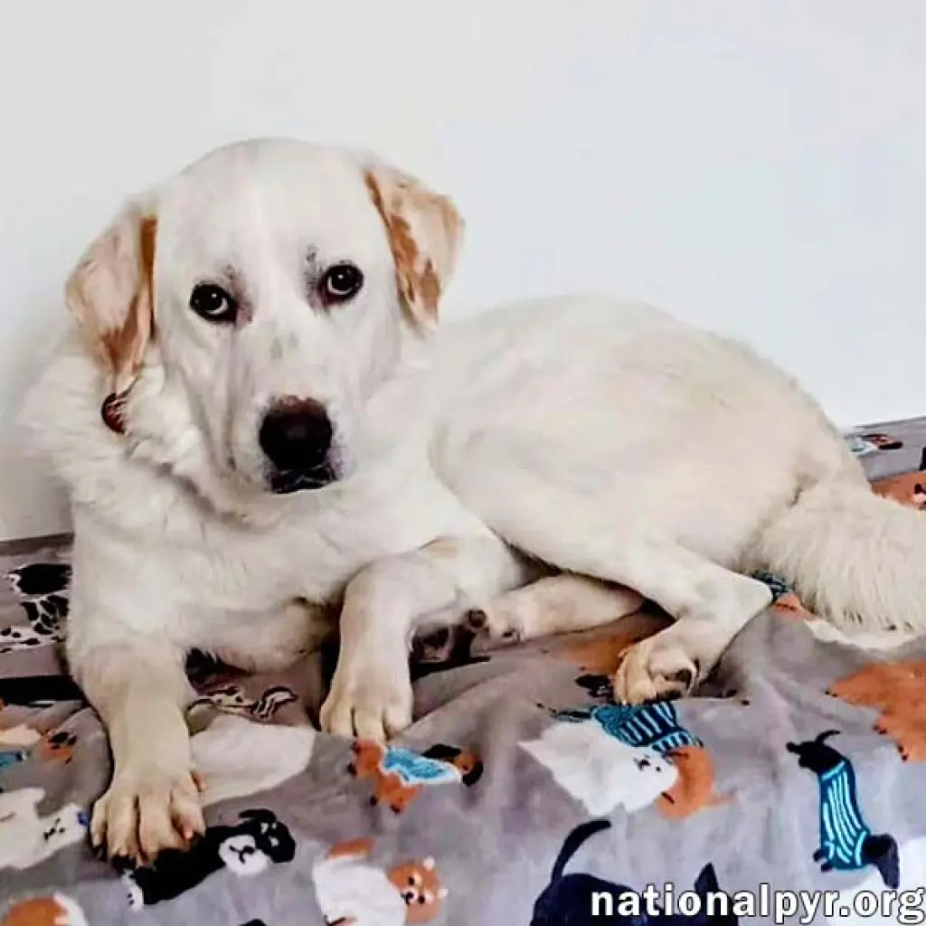Charlie in VA - Sweet & Snuggly Pocket Pyr!