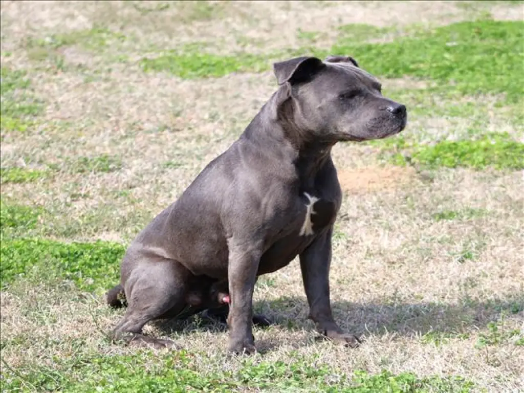 BRUISER