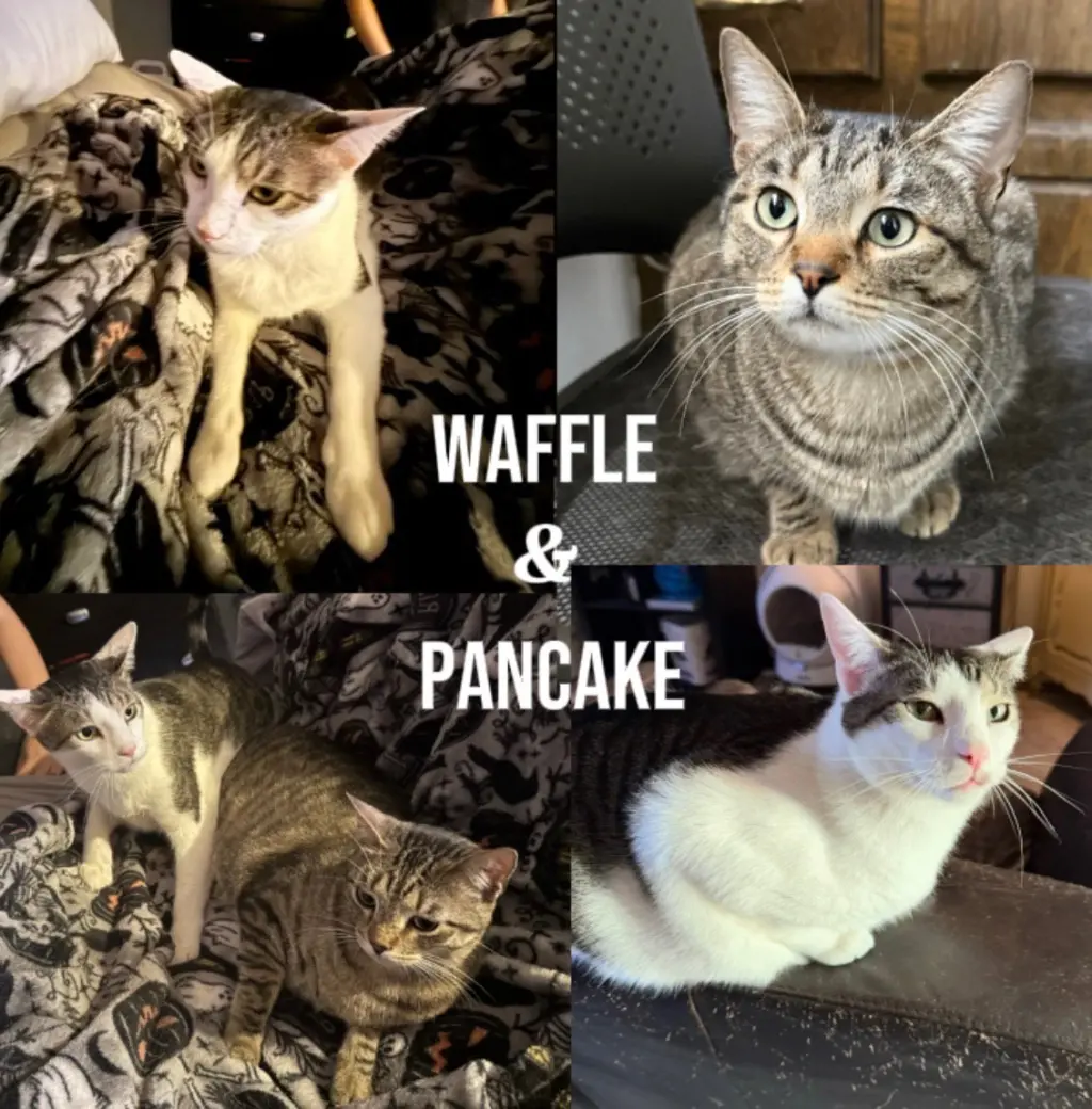 PANCAKE