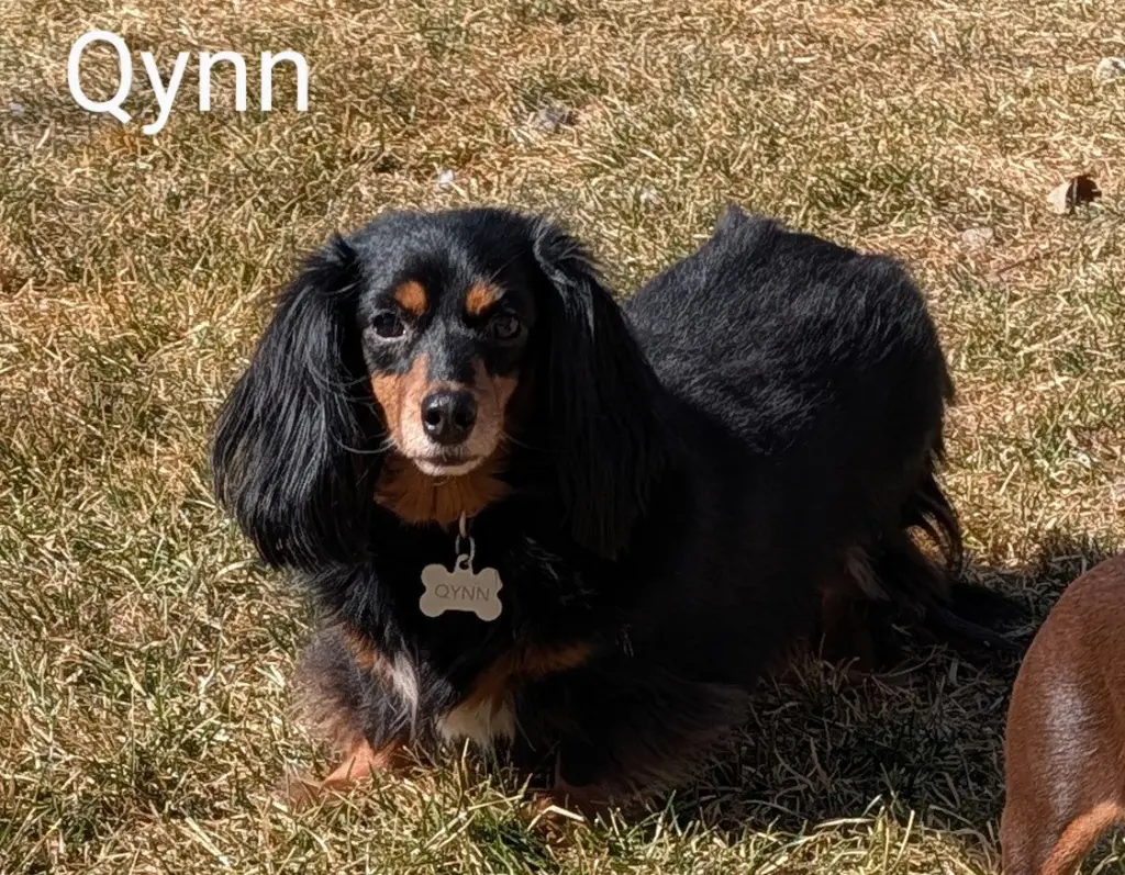Qynn