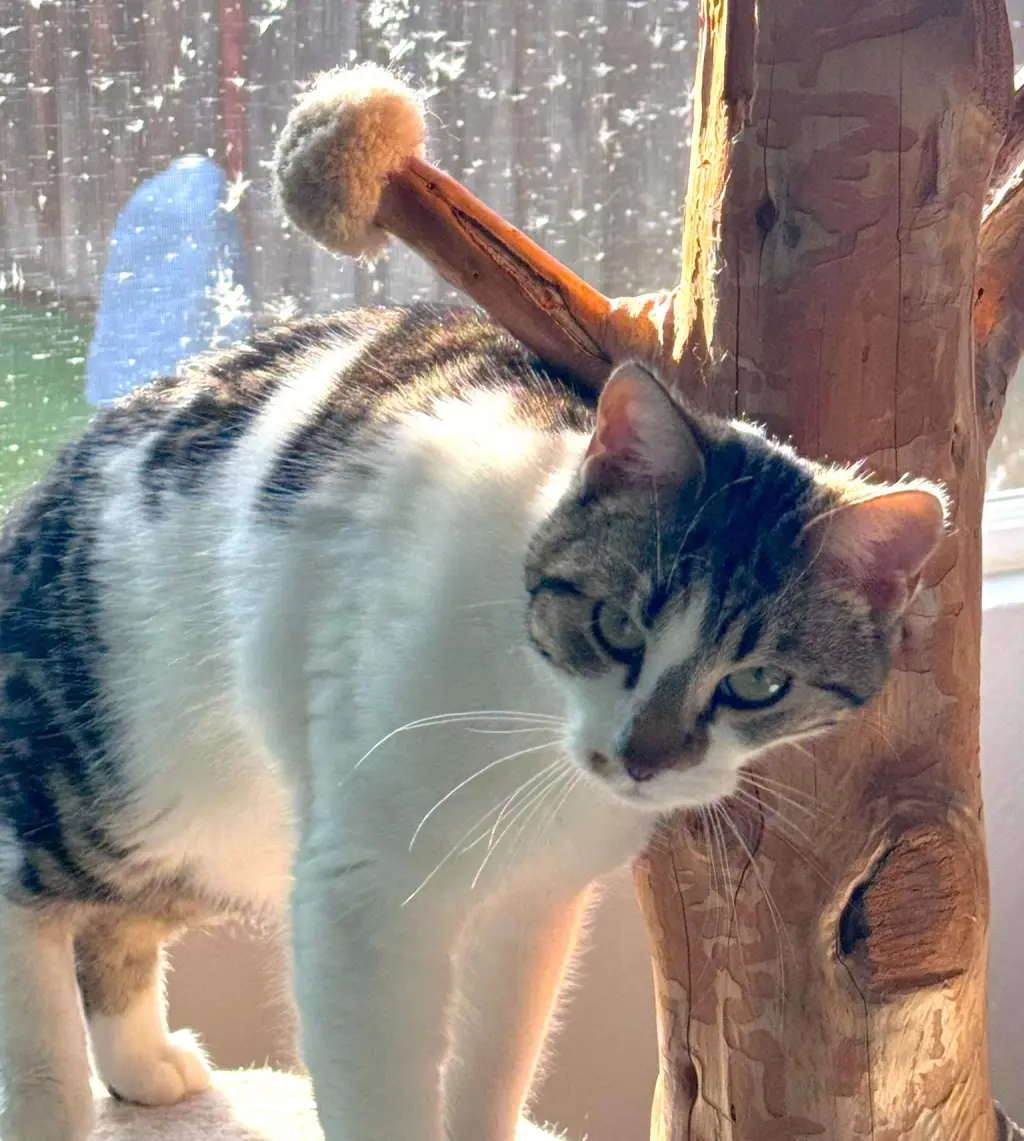 Prissy (& Elvis)