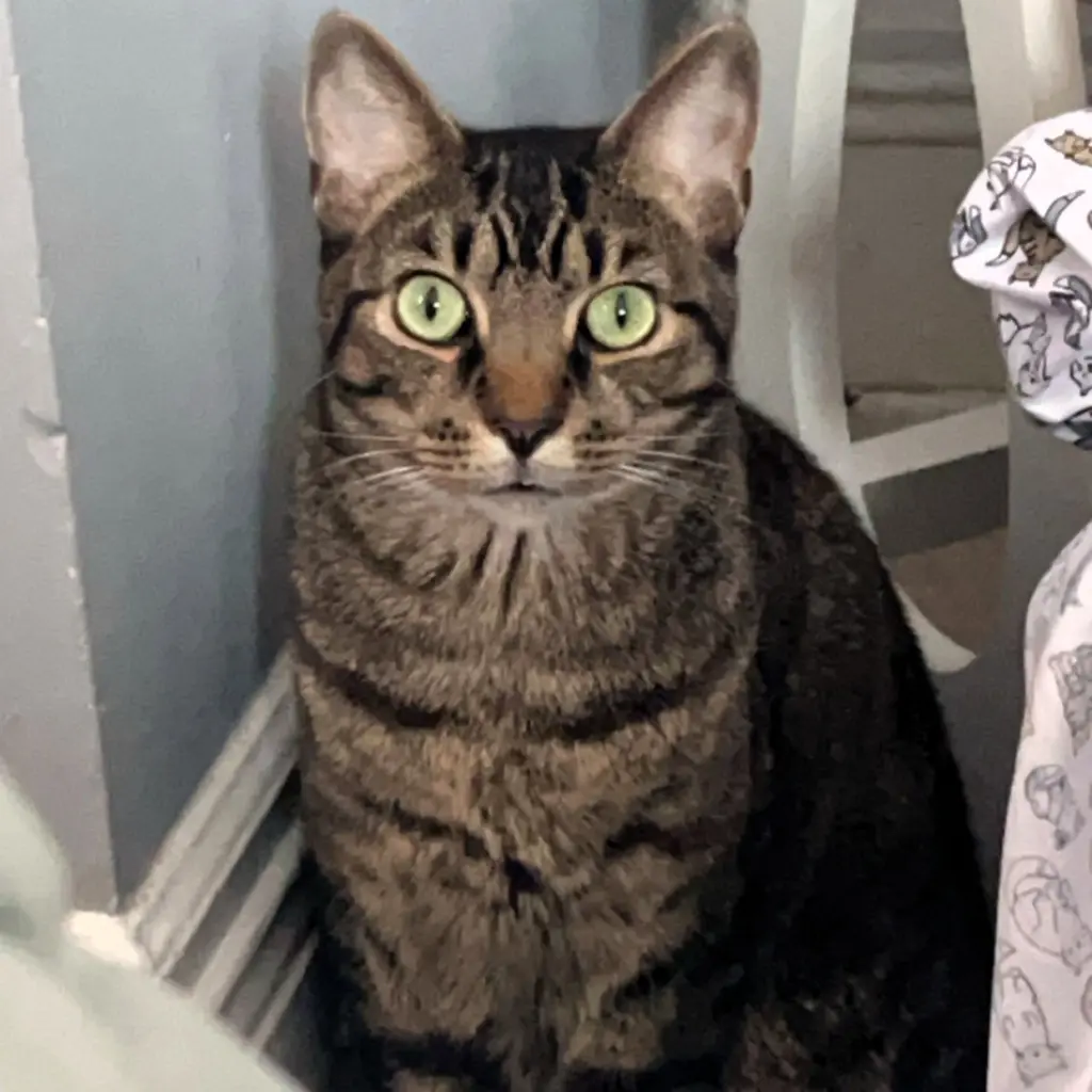 Wilbur