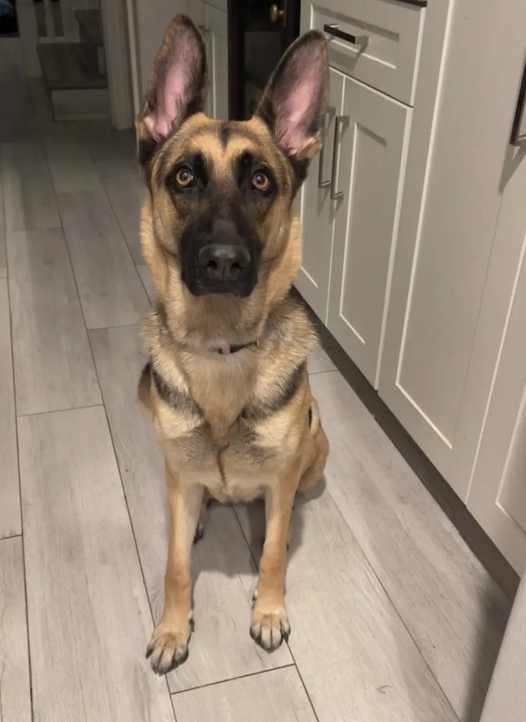 Koda