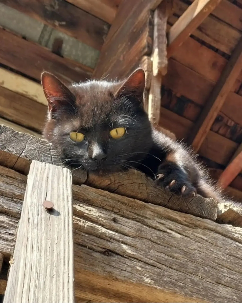TC (Courtesy Post)