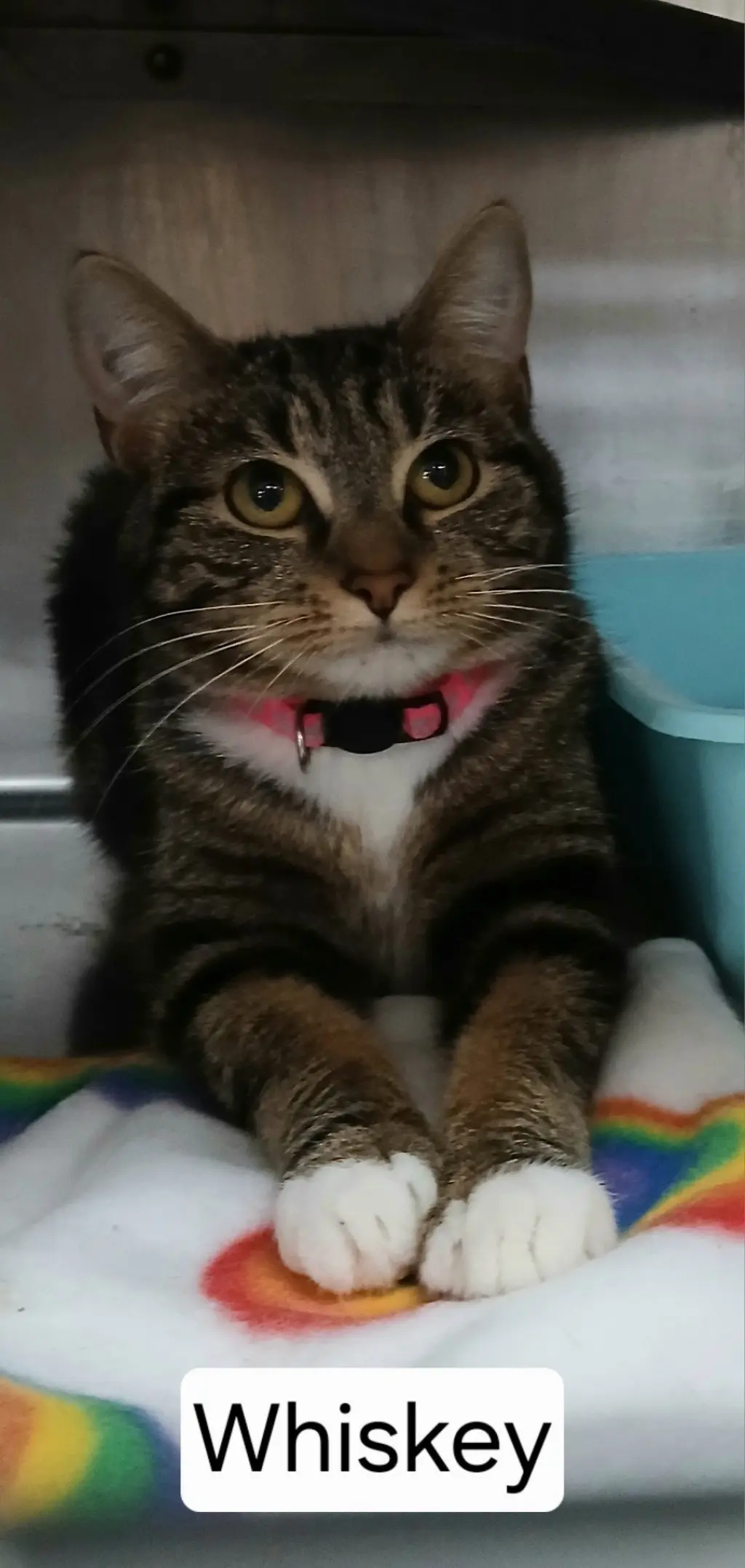 Whiskey