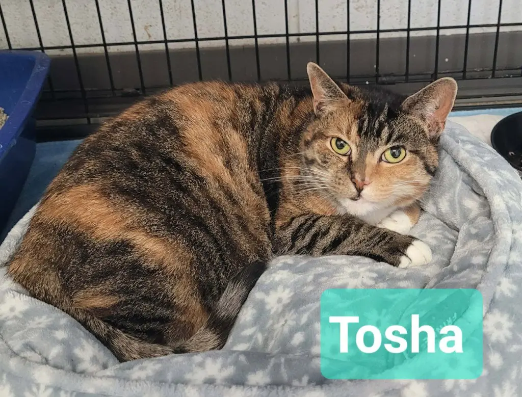 Tosha