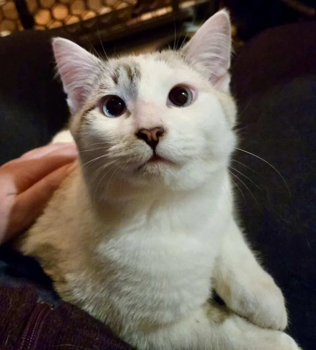 Taro