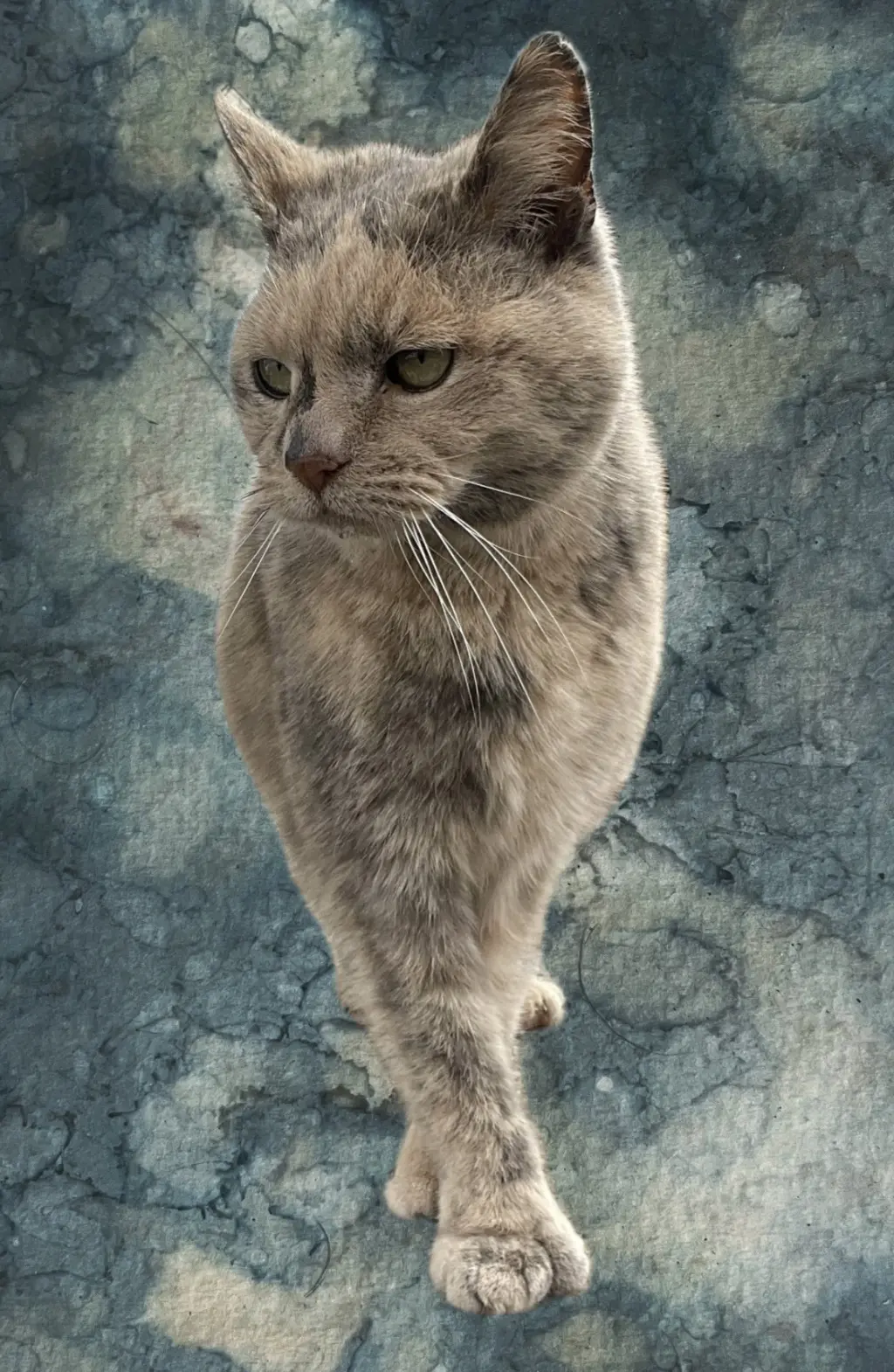 Ember