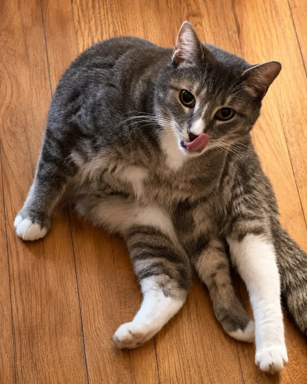 Raja (foster cat) bonded with Trevor