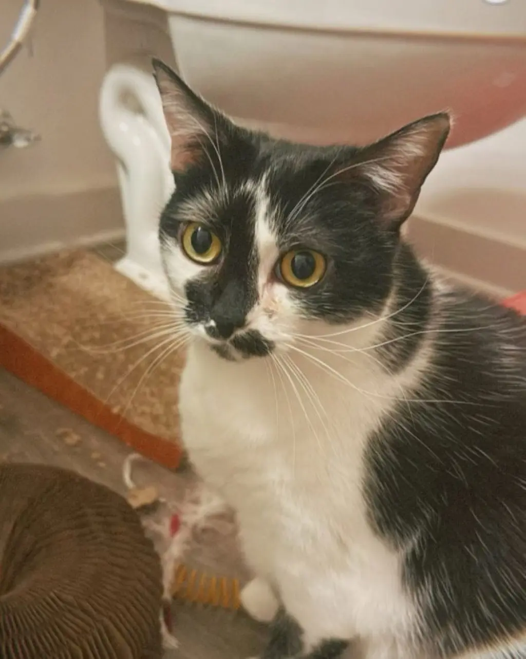 Kaia