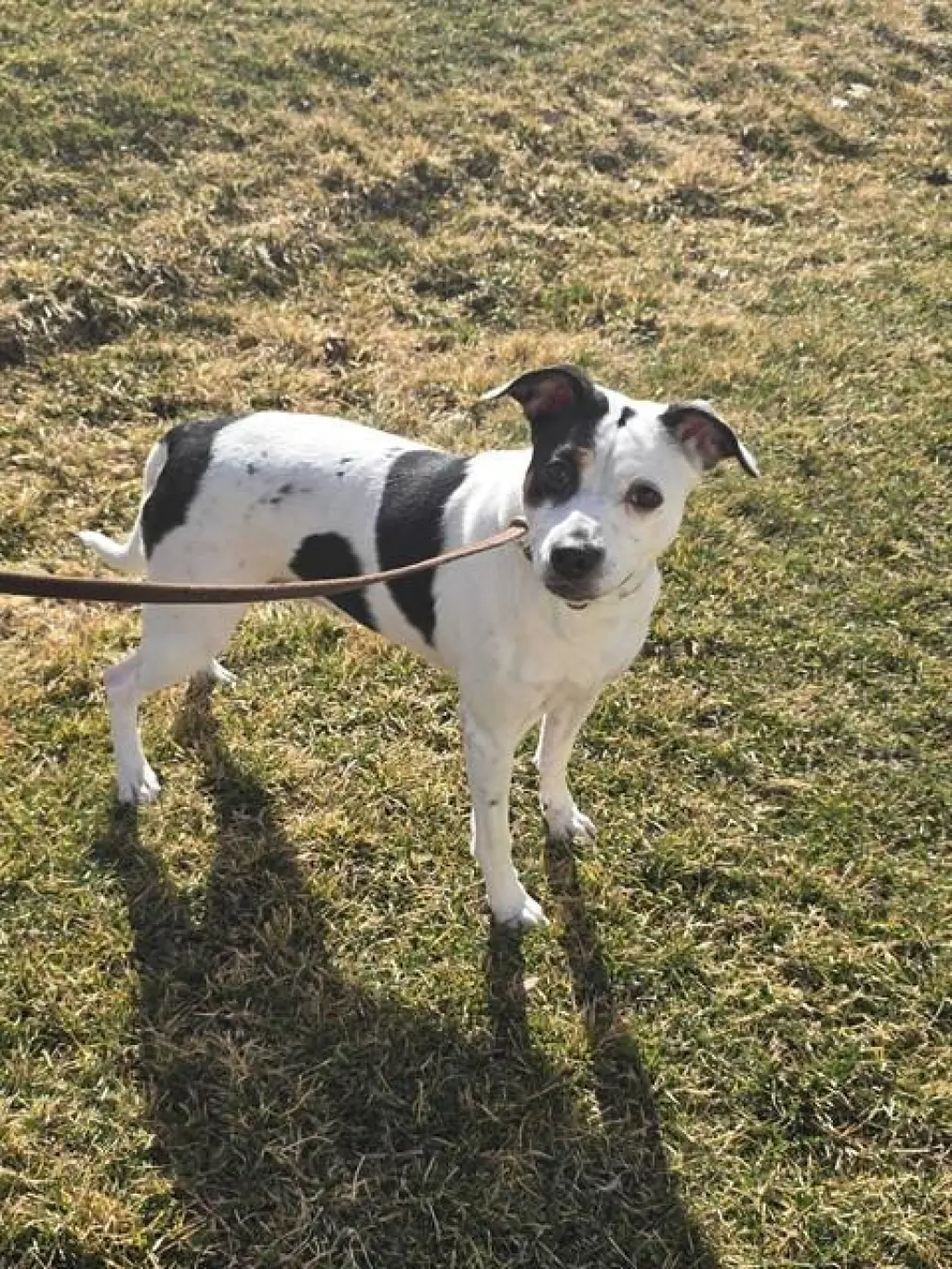 TASHA