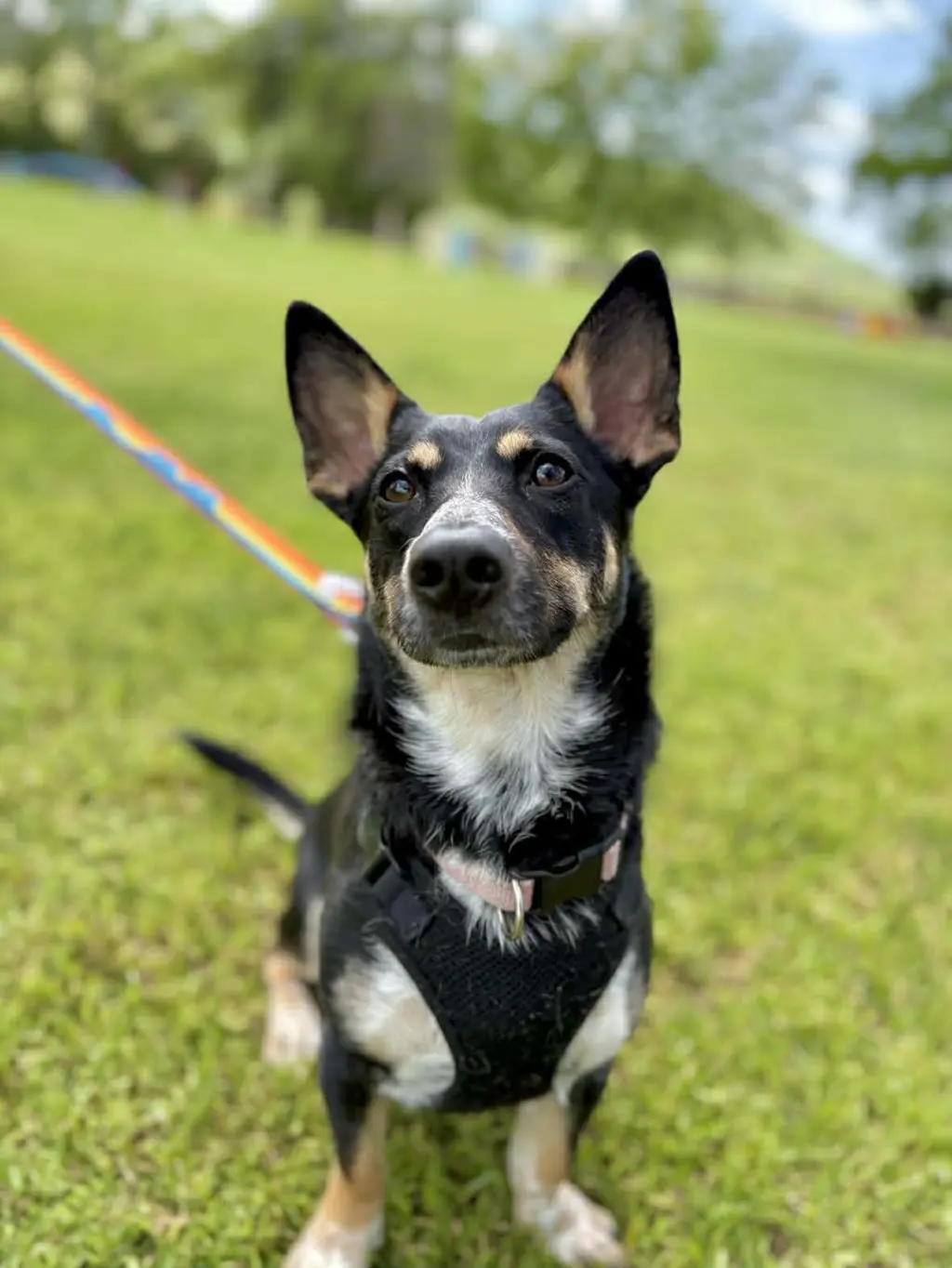 Penelope