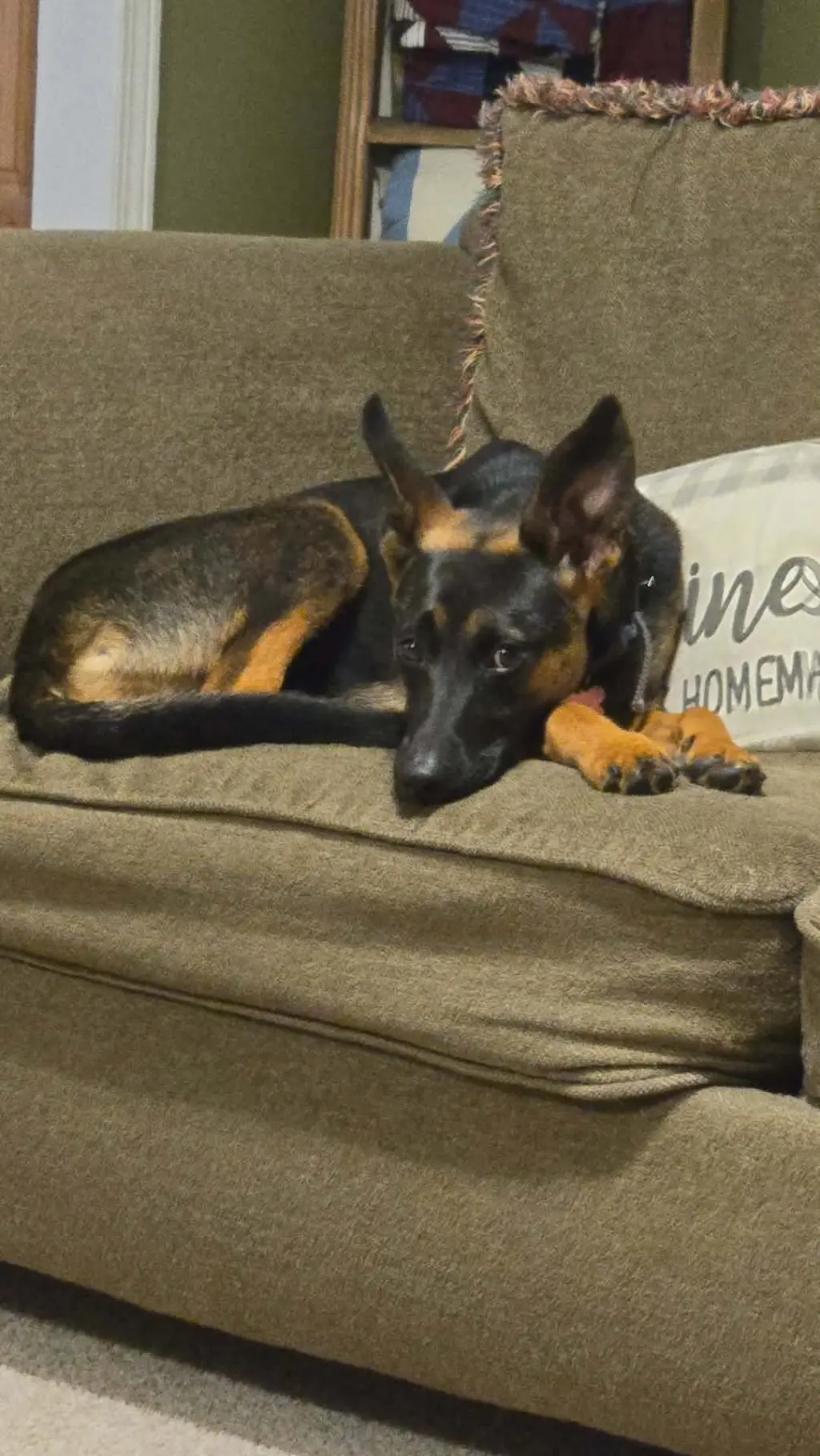 Athena (8mo, 50lbs)