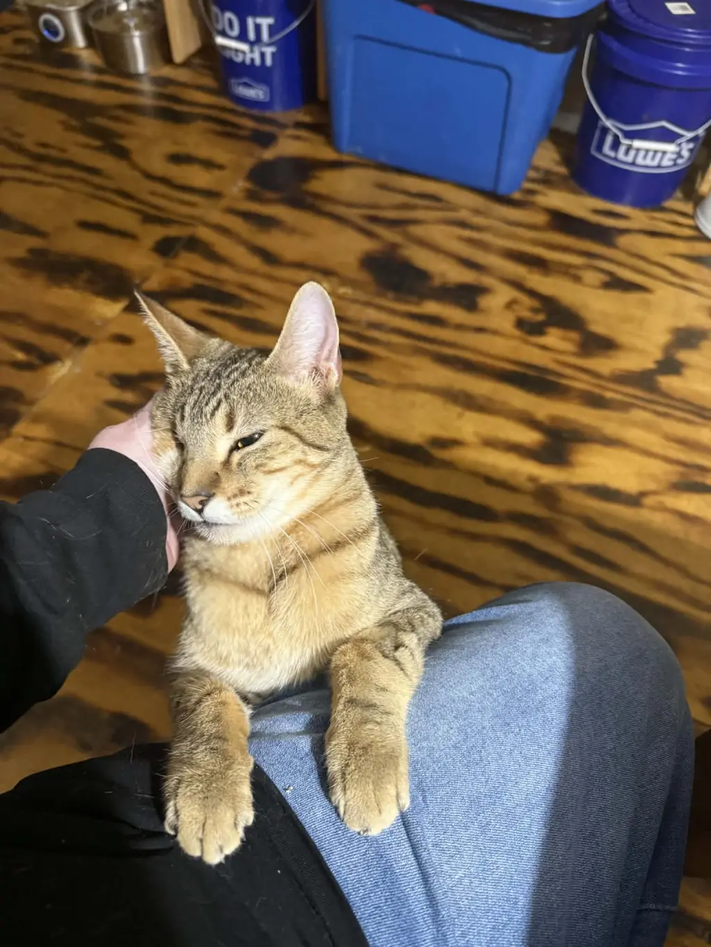 Zeus