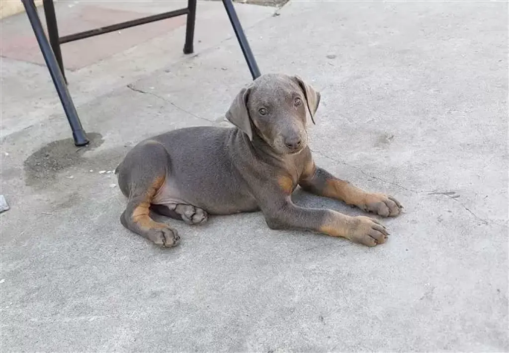 Purebred Blue Doberman