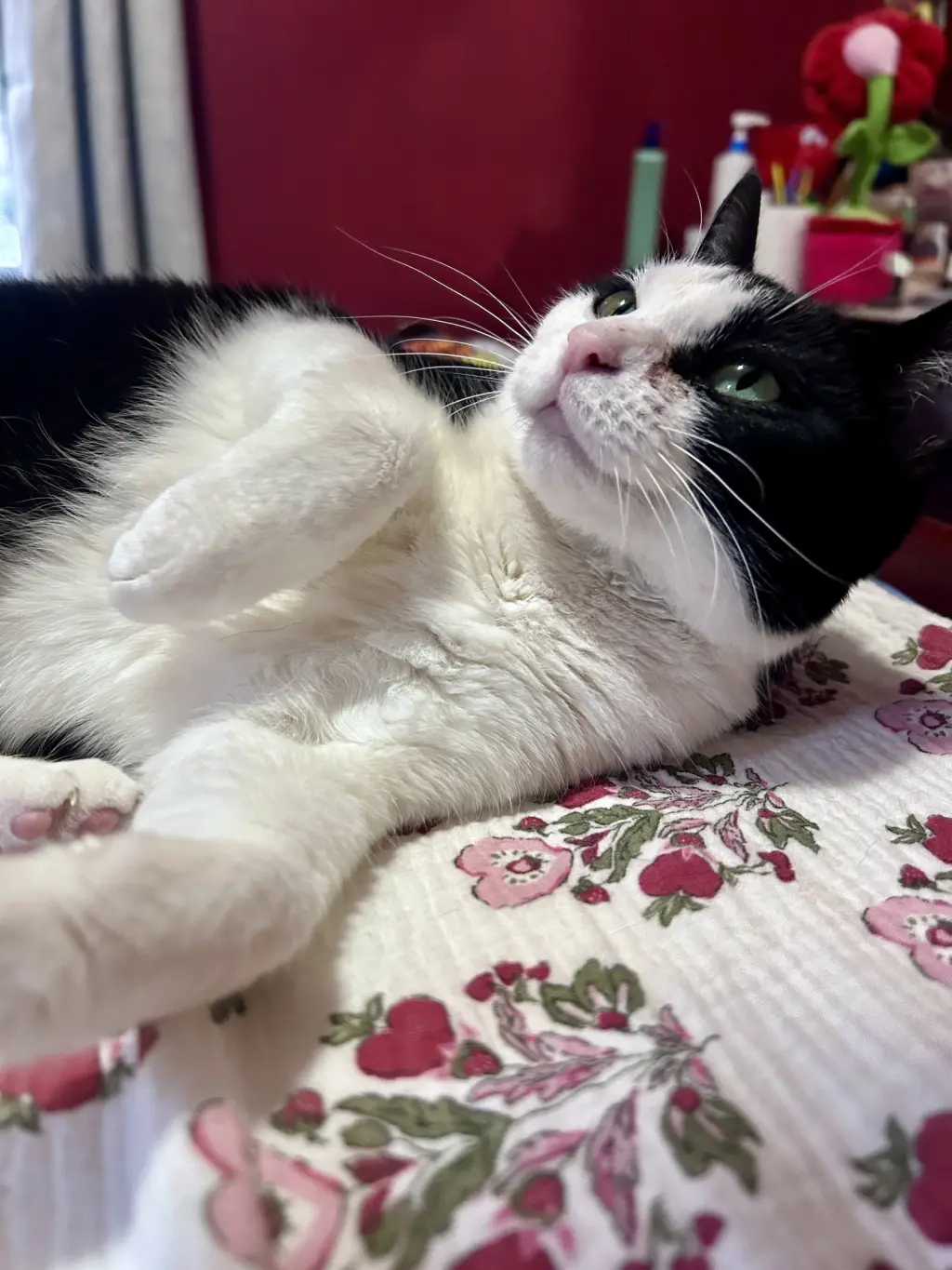 Keebler (Kiki)