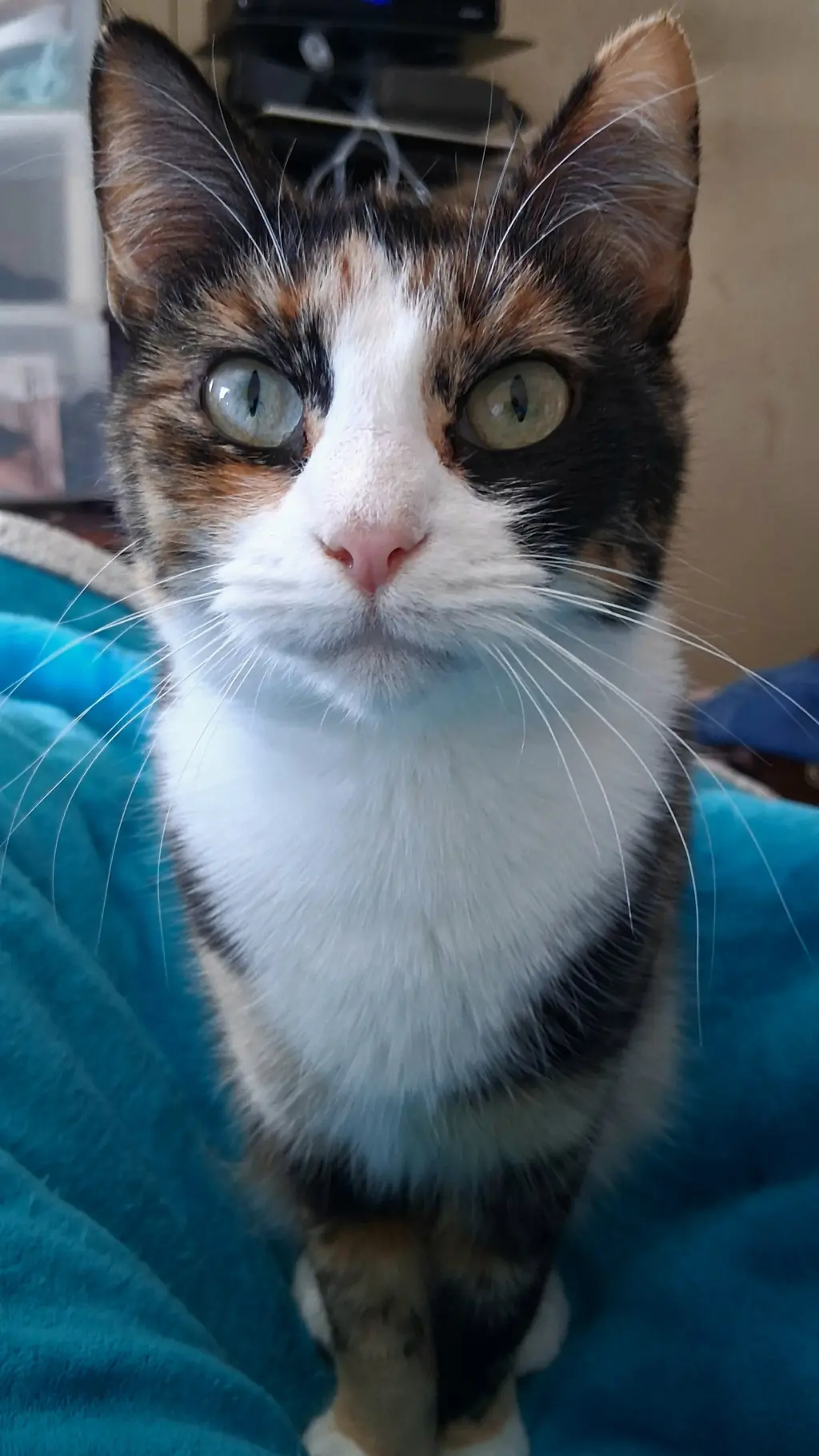 Speckles
