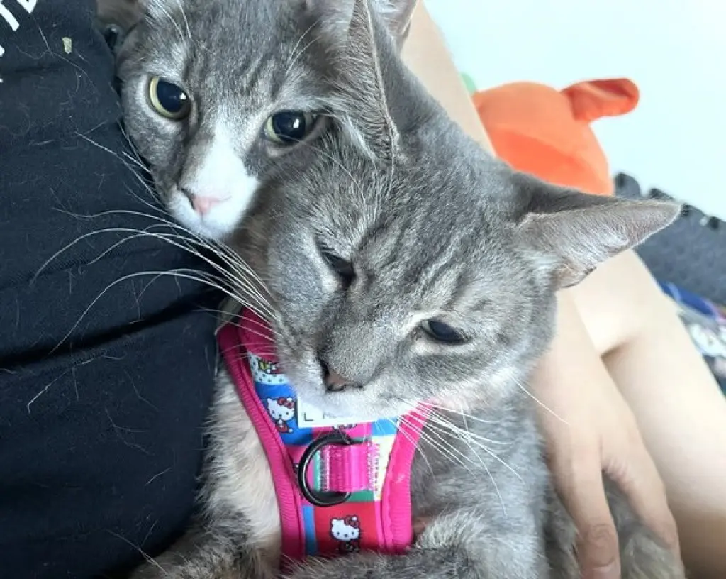Juniper & Ollie