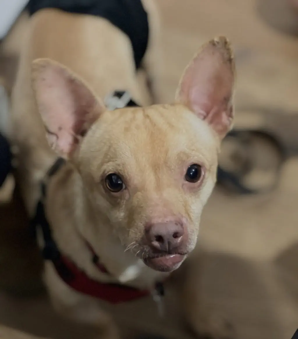 Chester aka Cheddar