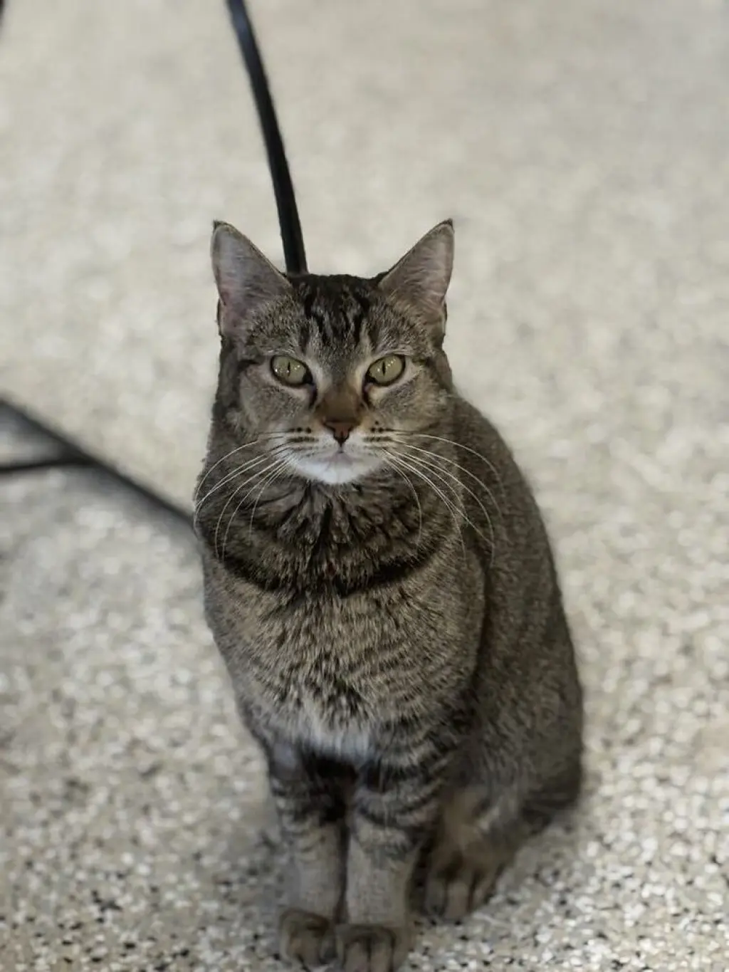 Nala