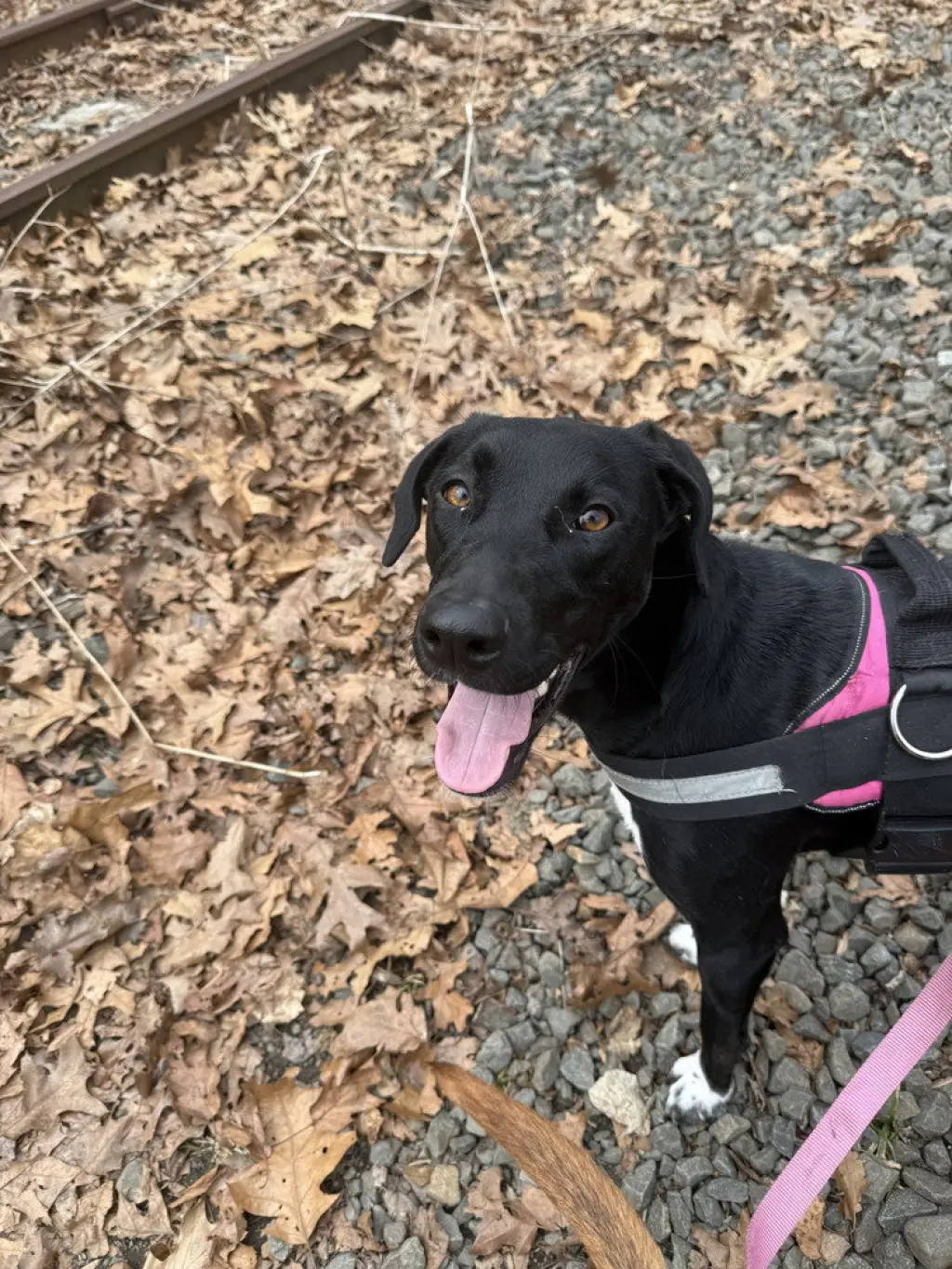 Daisy aka Sprite