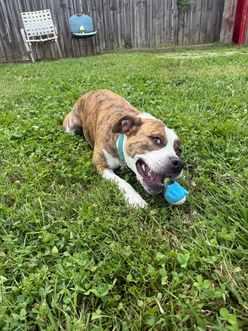 Harley