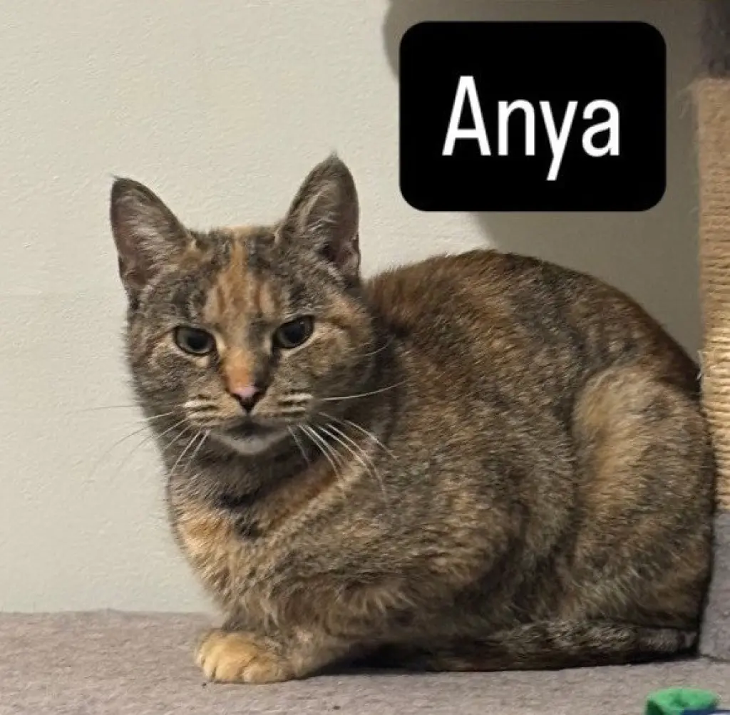 Anya