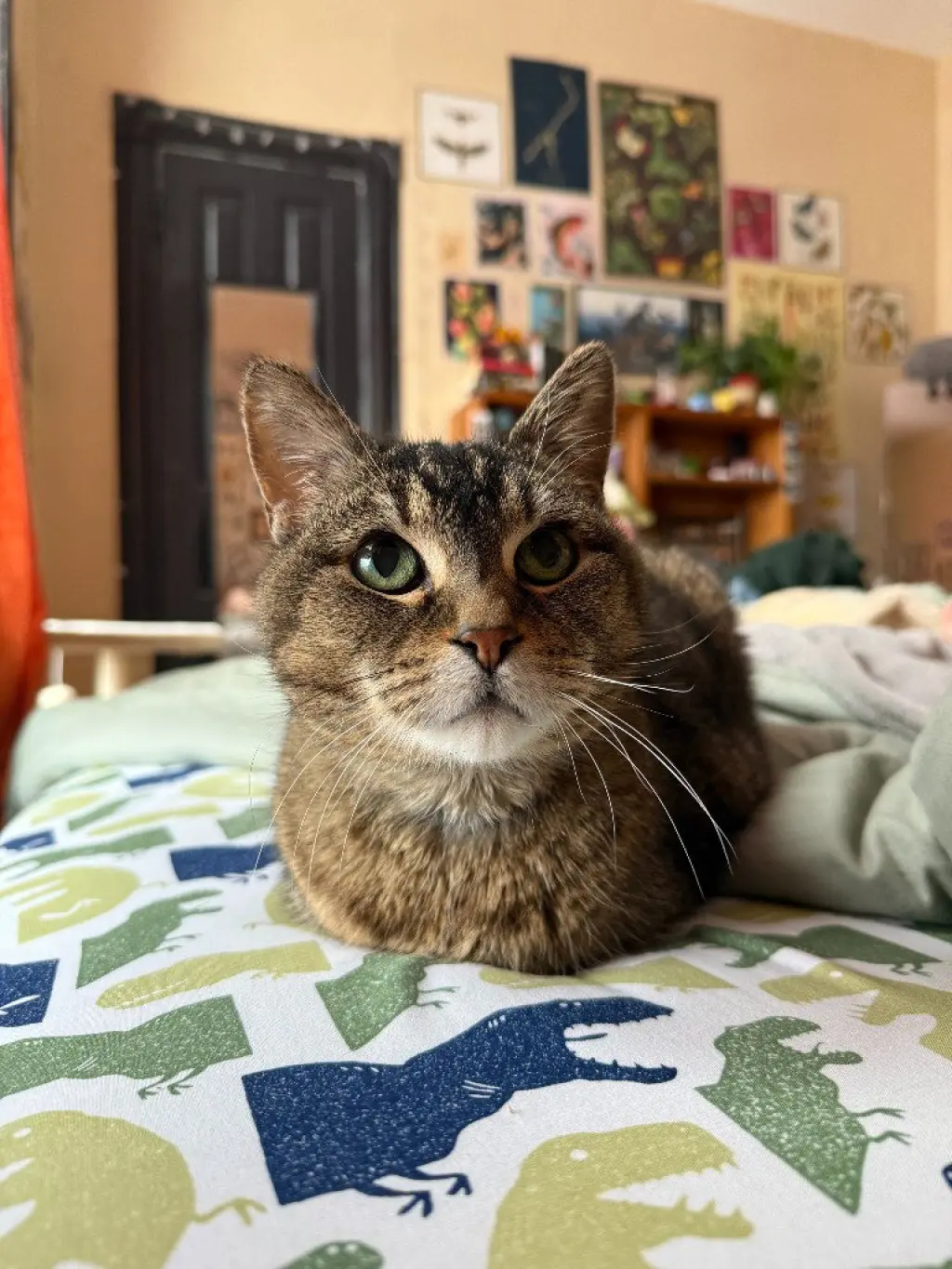 Zelda