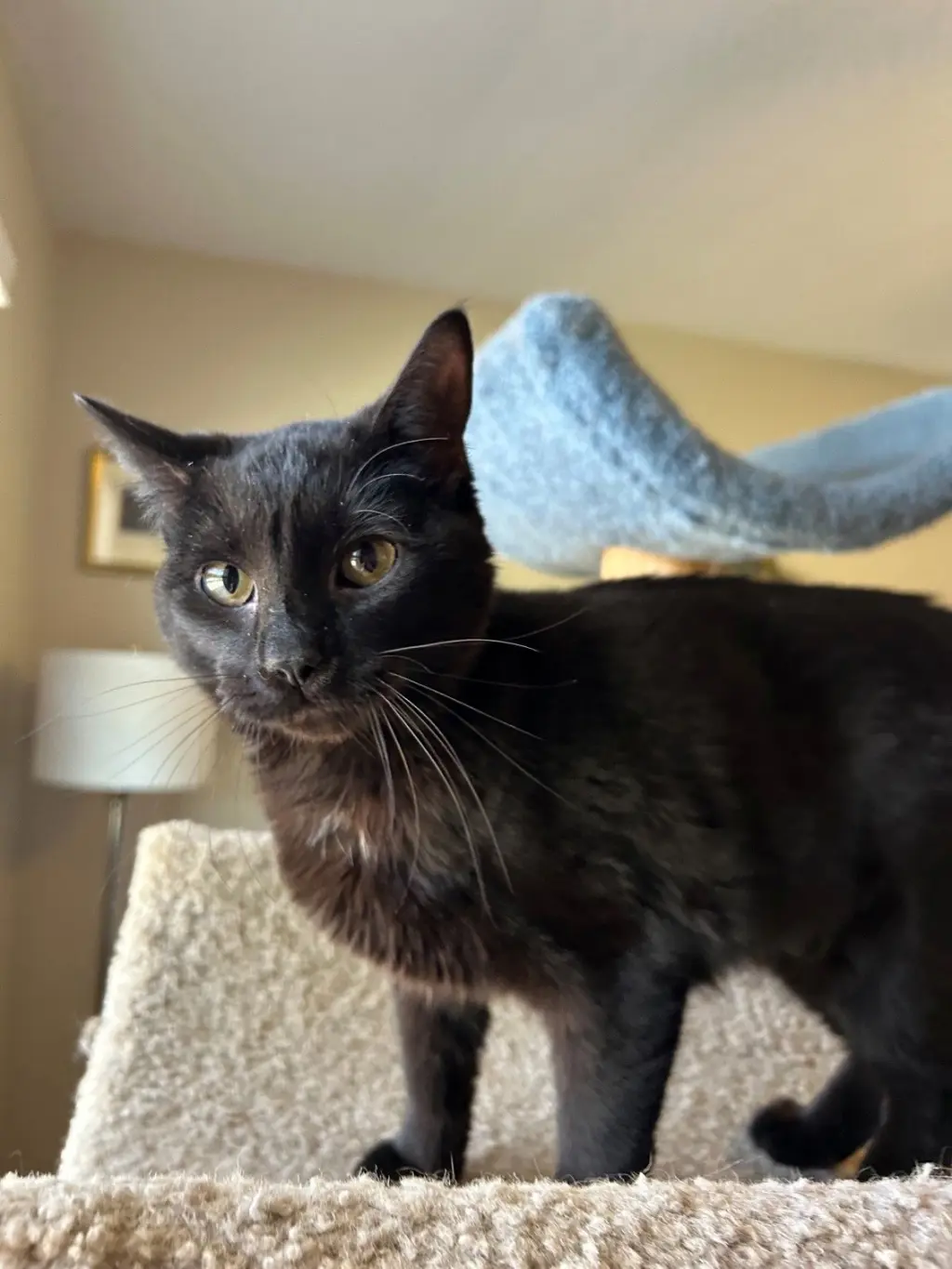 MINKY - Small Cat, Big Inspiration; PERFECT