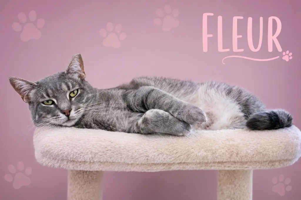Fleur (FCID# 02/05/2026 - 46 Trainer) C