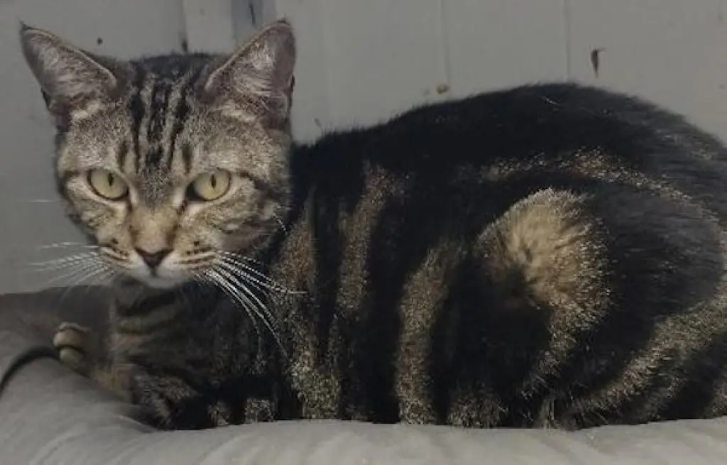 Julie - cat room