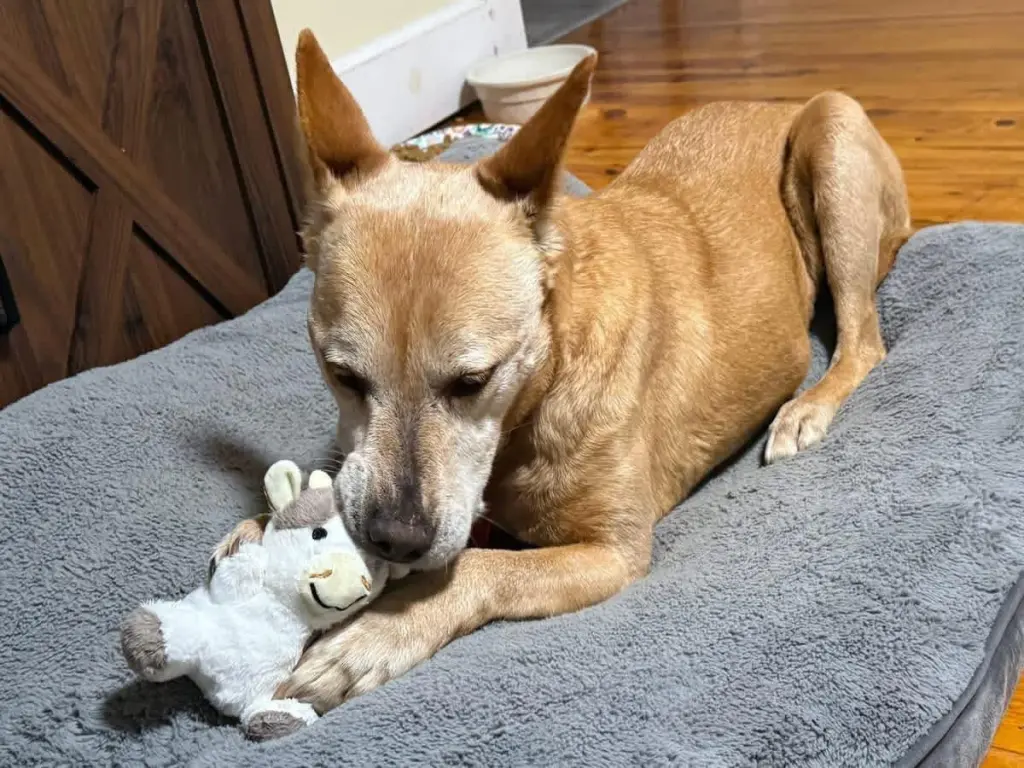 Helen (10yo, 40lbs)