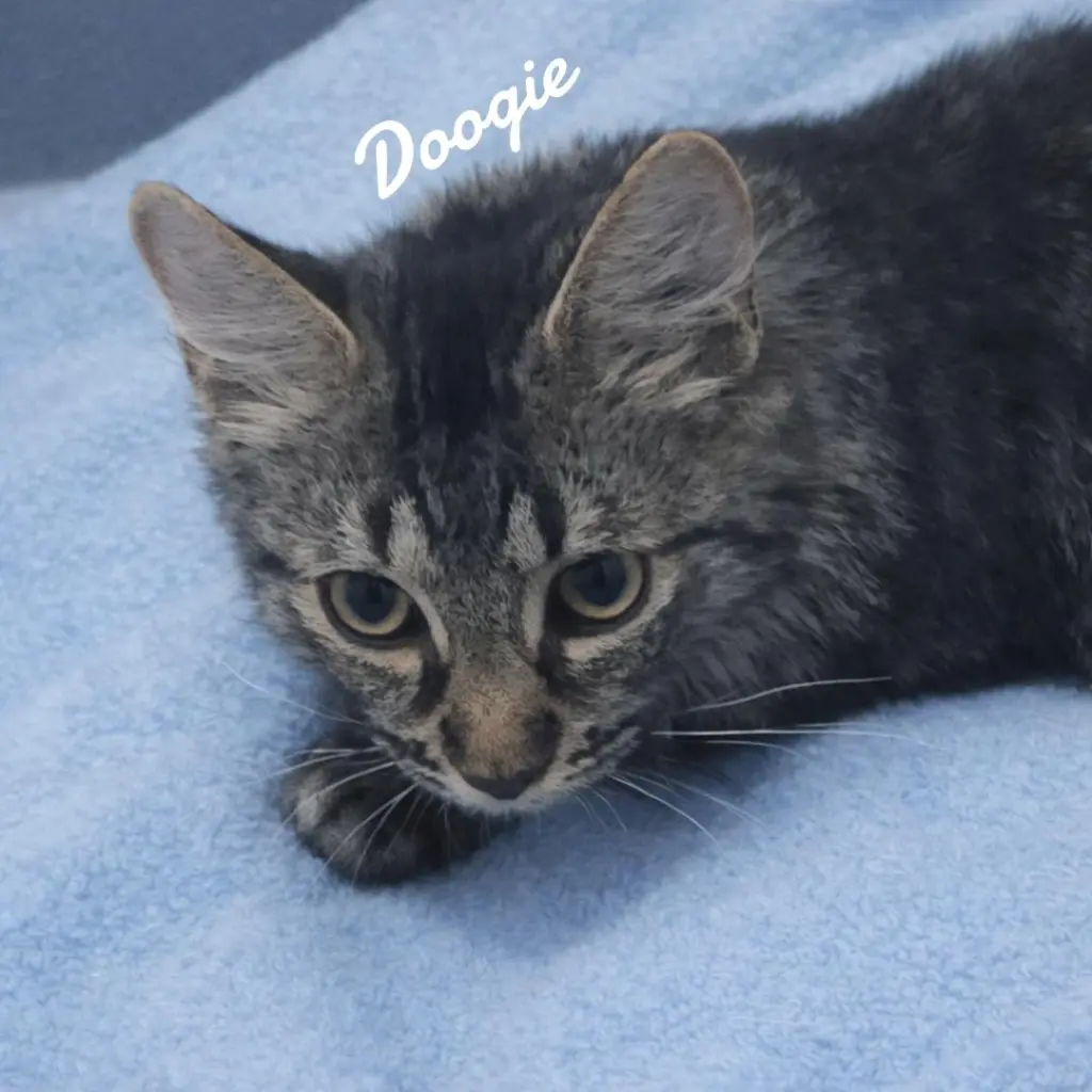 Doogie