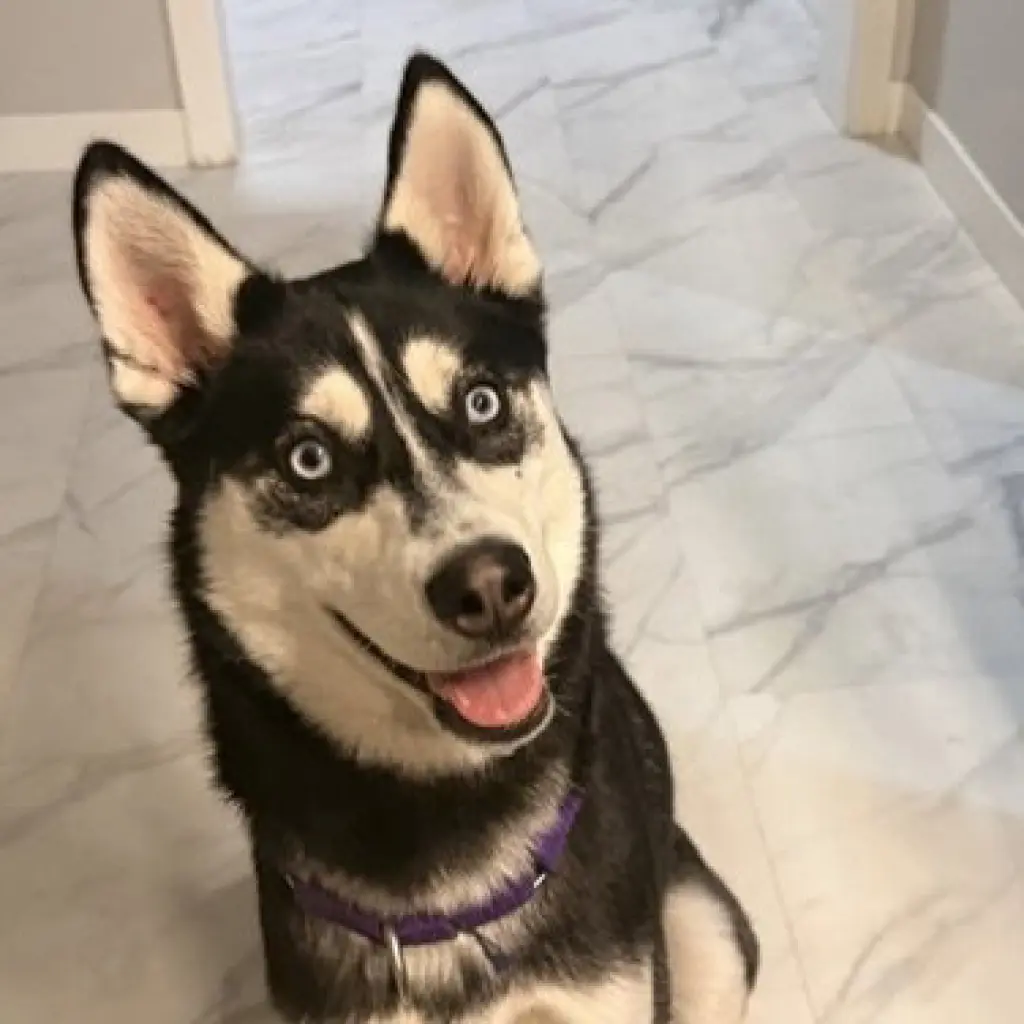 Aurelia