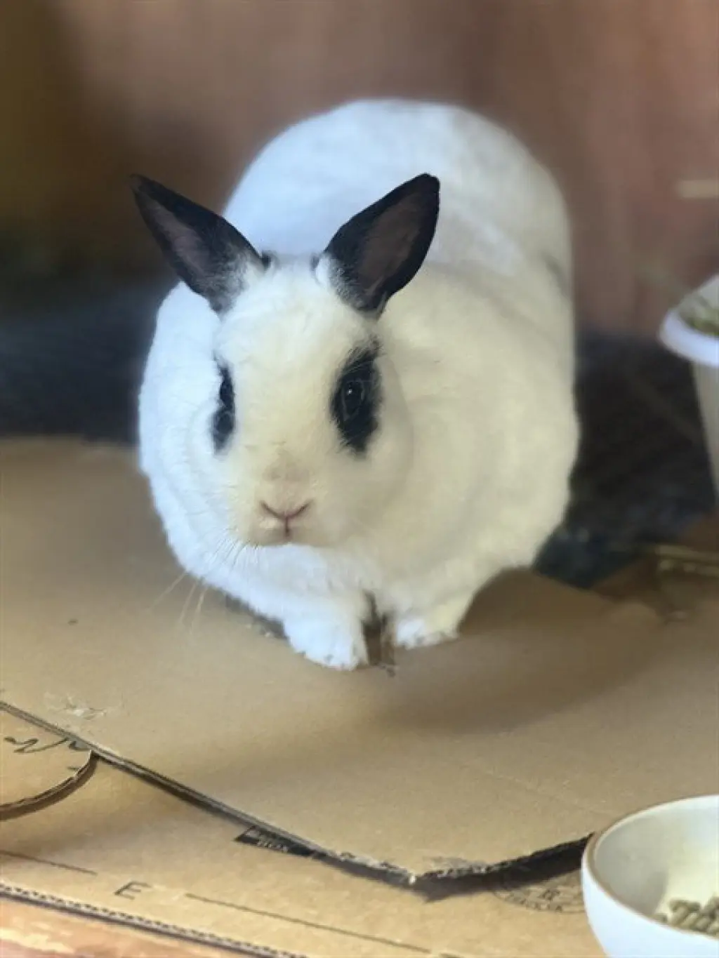 ALBERT