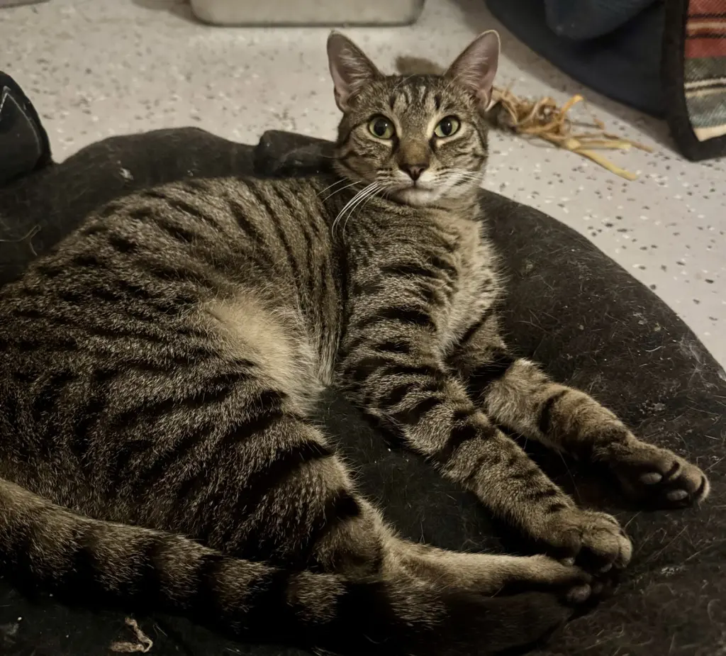 Fletcher =^.^=