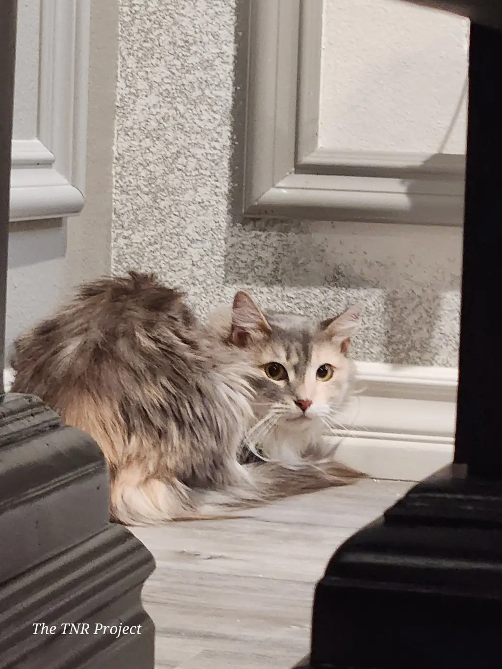 Serafina