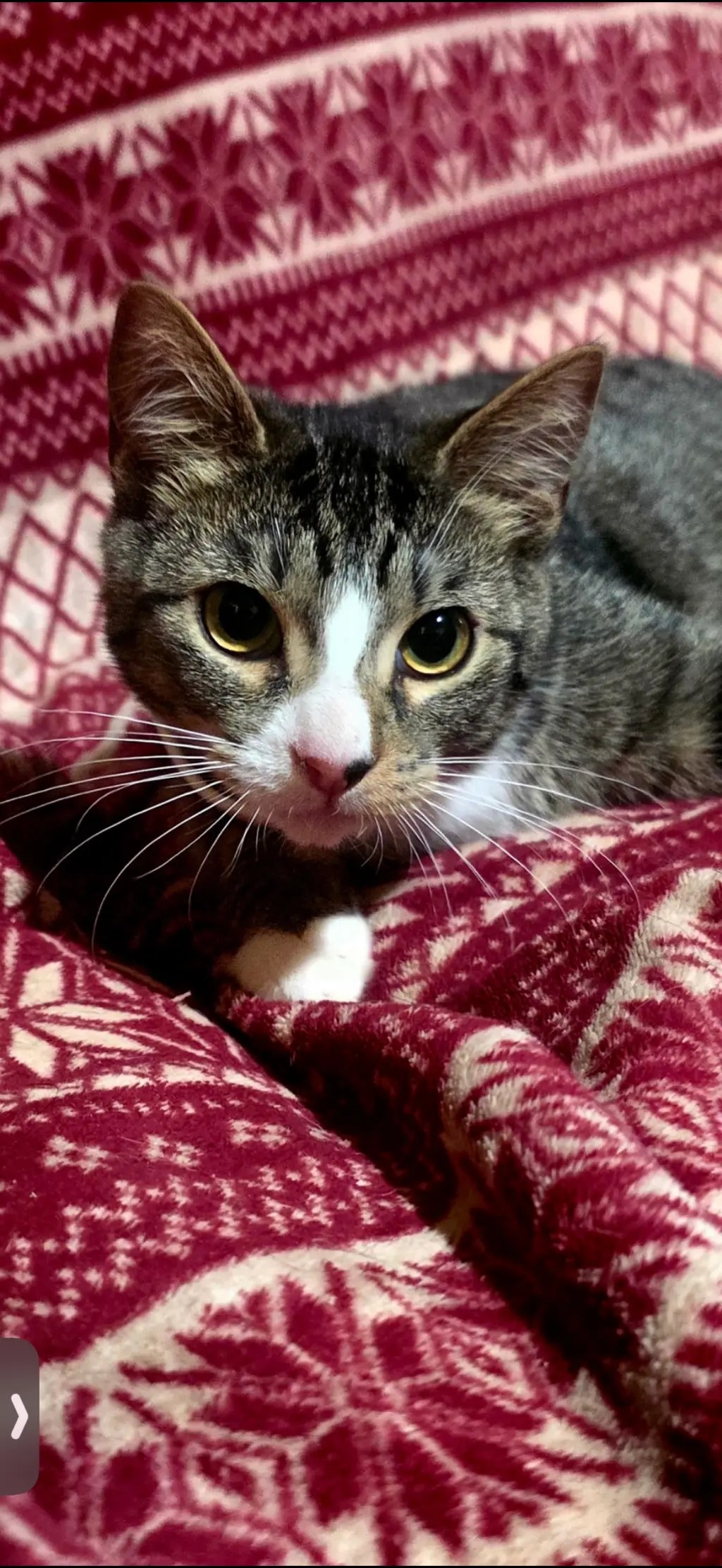 Petey