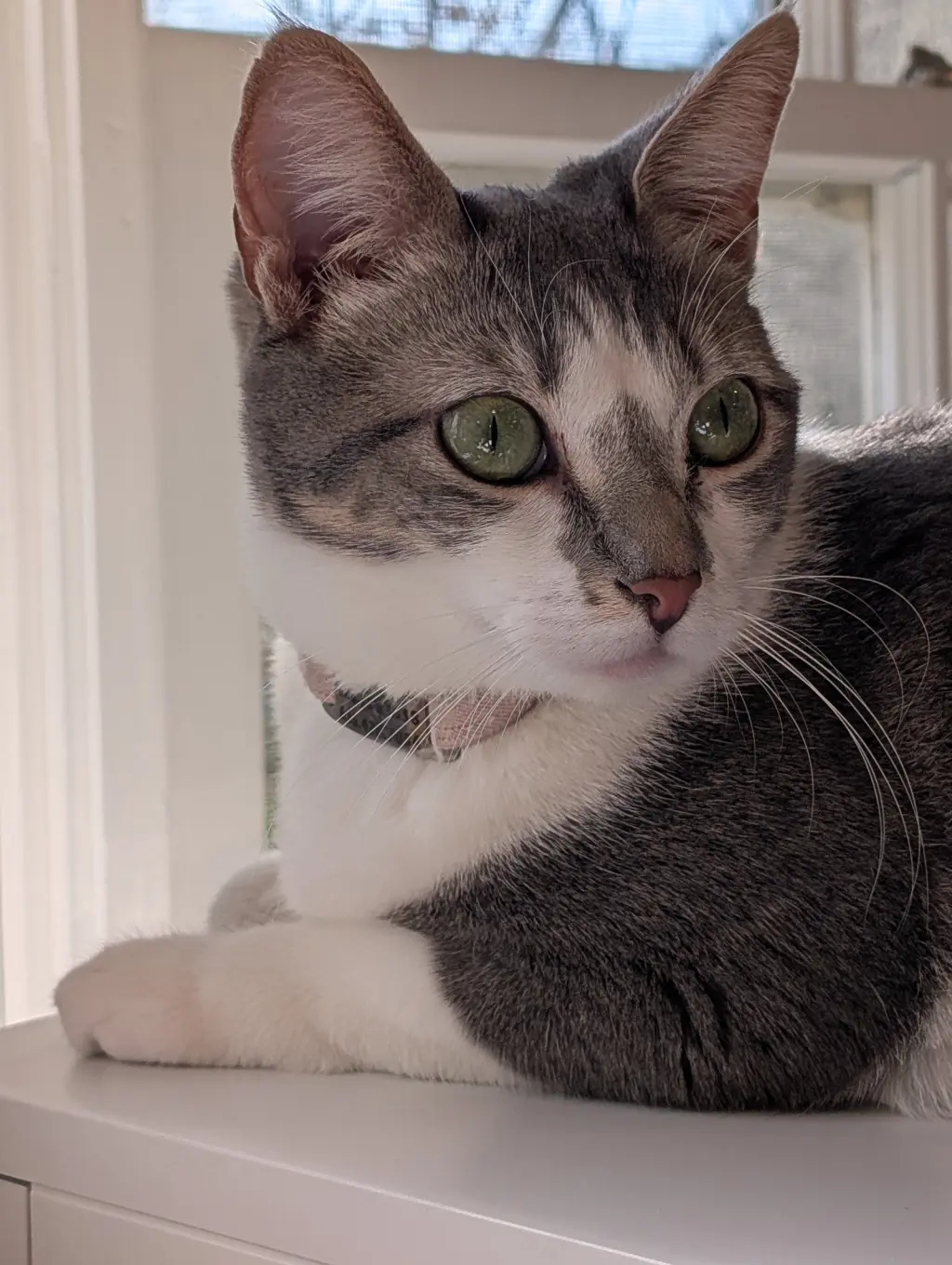 Paloma